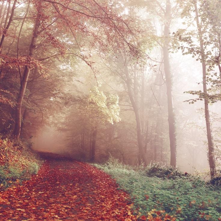 Alpine wilderness landscape